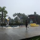 Tropical Shower at Kool Runnings